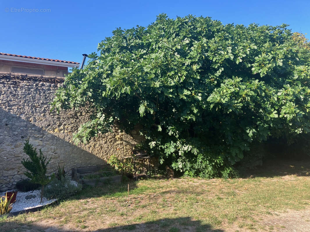 Maison en pierre rénovée avec plus de 50m2 de dépendances et jardin arboré au centre de la commune - photo 3