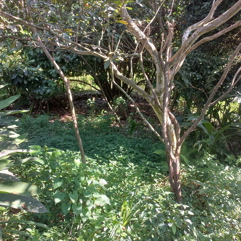 Maison à PETIT-BOURG