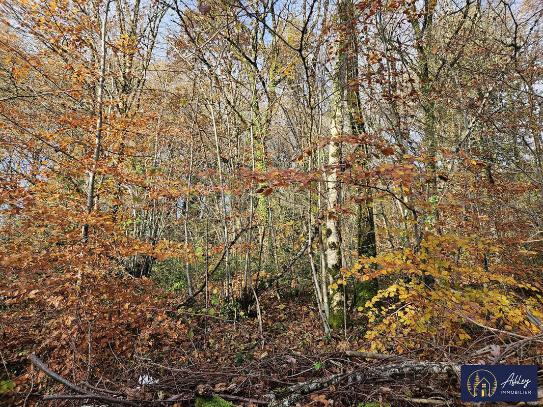 Terrain 7950 m² à Neuvic  - photo 4