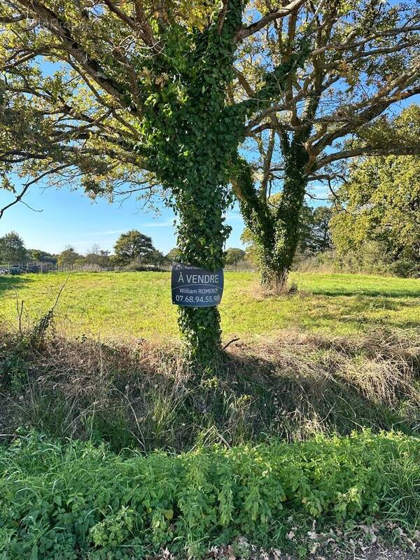 Terrain à SAINT-LYPHARD