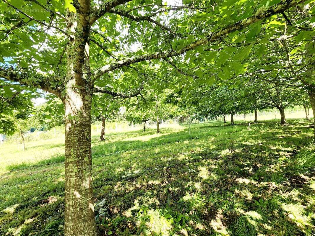 Photo 4 - Terrain à VILLENEUVE-SUR-LOT