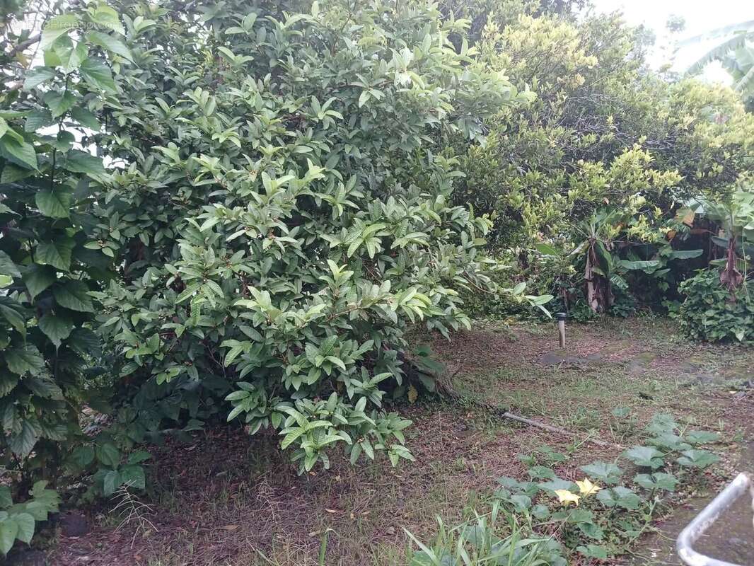 Maison à SAINT-LOUIS