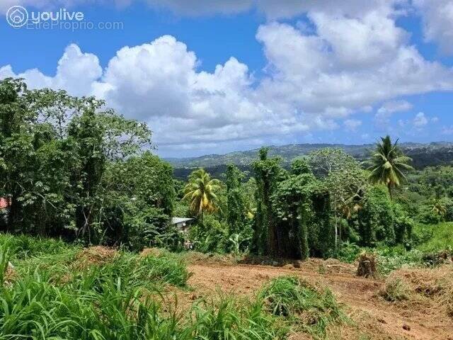 Terrain à LE LAMENTIN