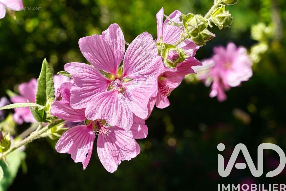 Photo 5 - Maison à BURES-SUR-YVETTE
