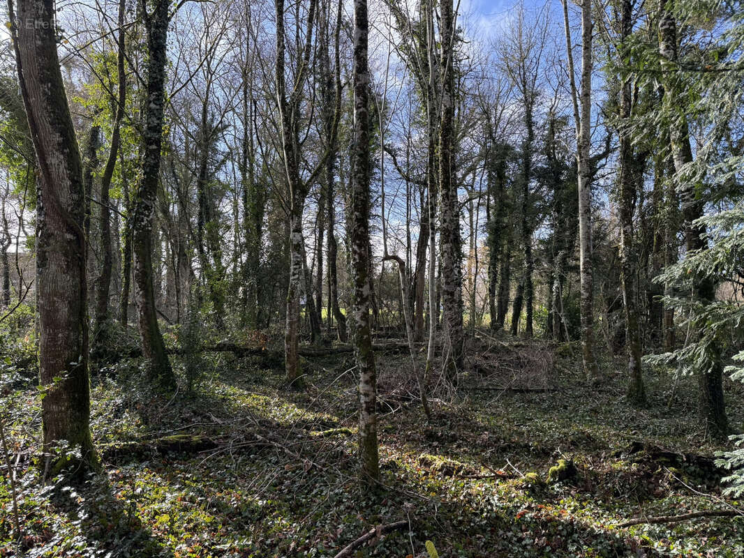 Terrain à SAINT-PHAL