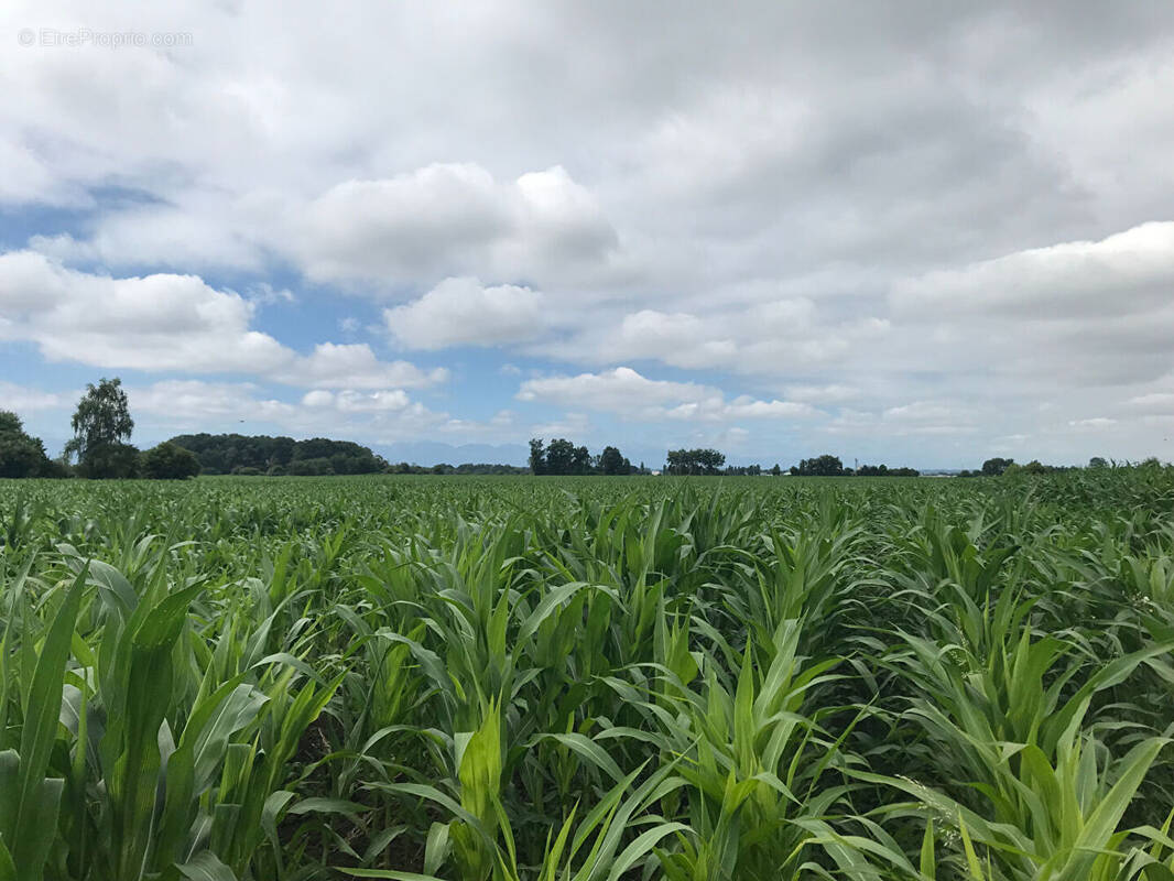 Terrain à SAUVAGNON