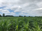Terrain à SAUVAGNON