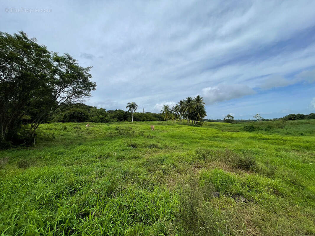 Terrain à PETIT-BOURG