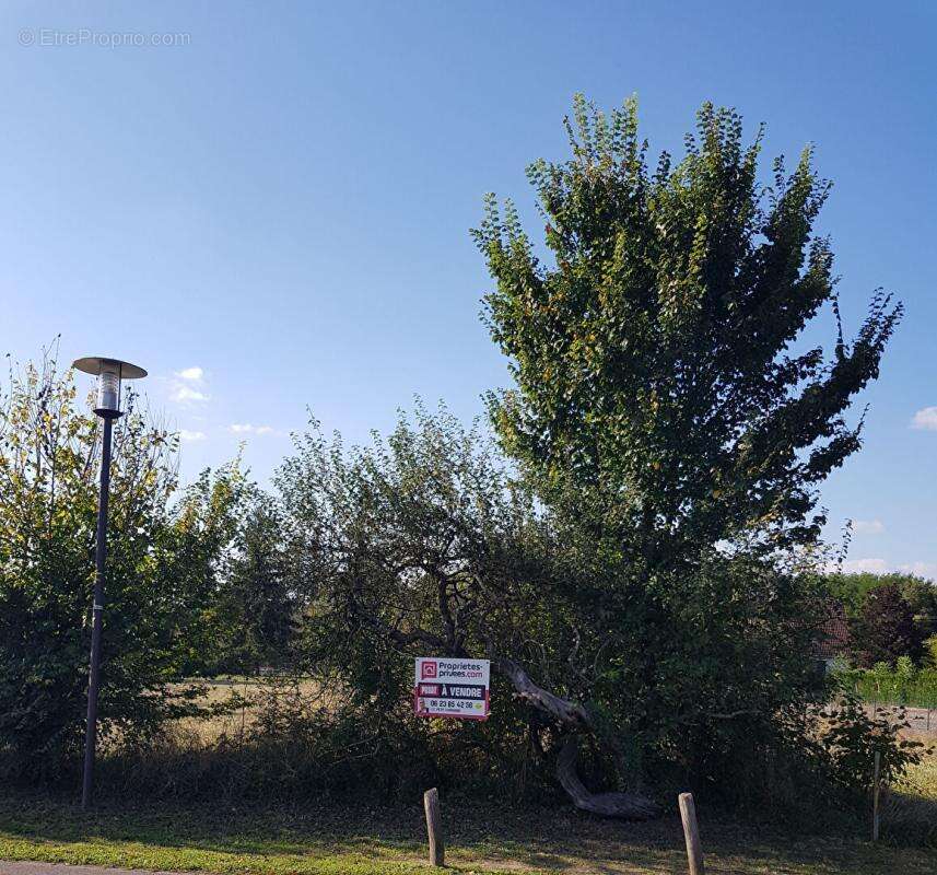 Terrain à LA COUR-MARIGNY