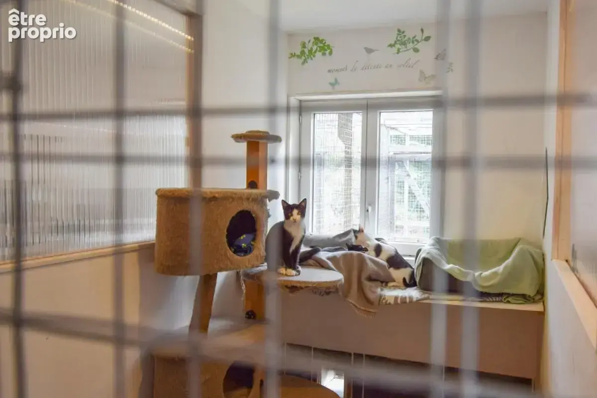 Maison rénovée de 4 chambres avec chatterie professionnelle - photo 27