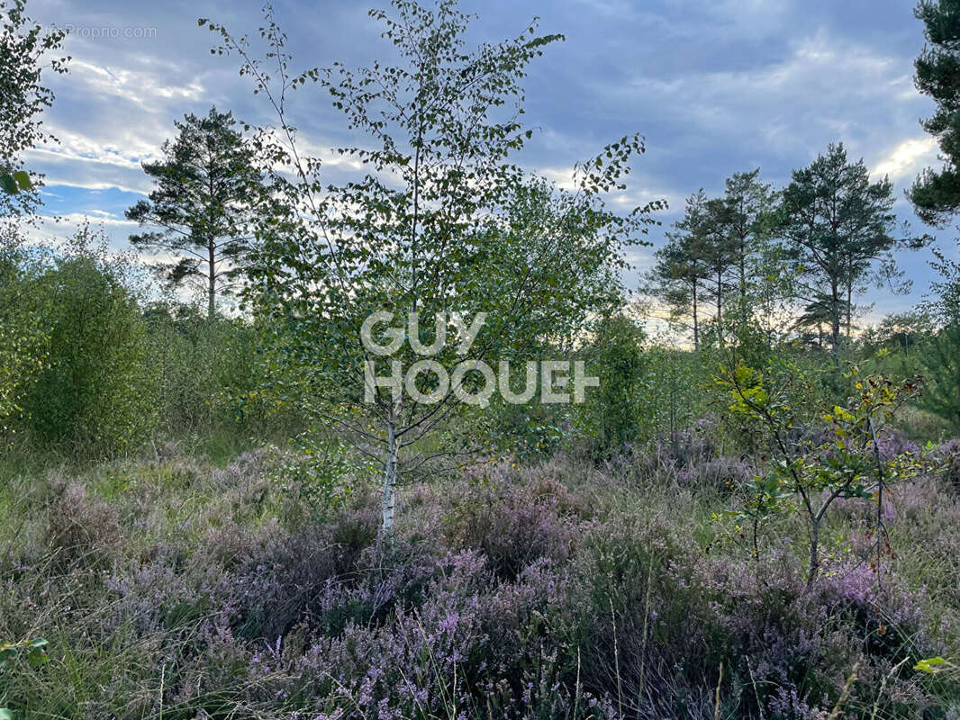 Terrain à LAMOTTE-BEUVRON