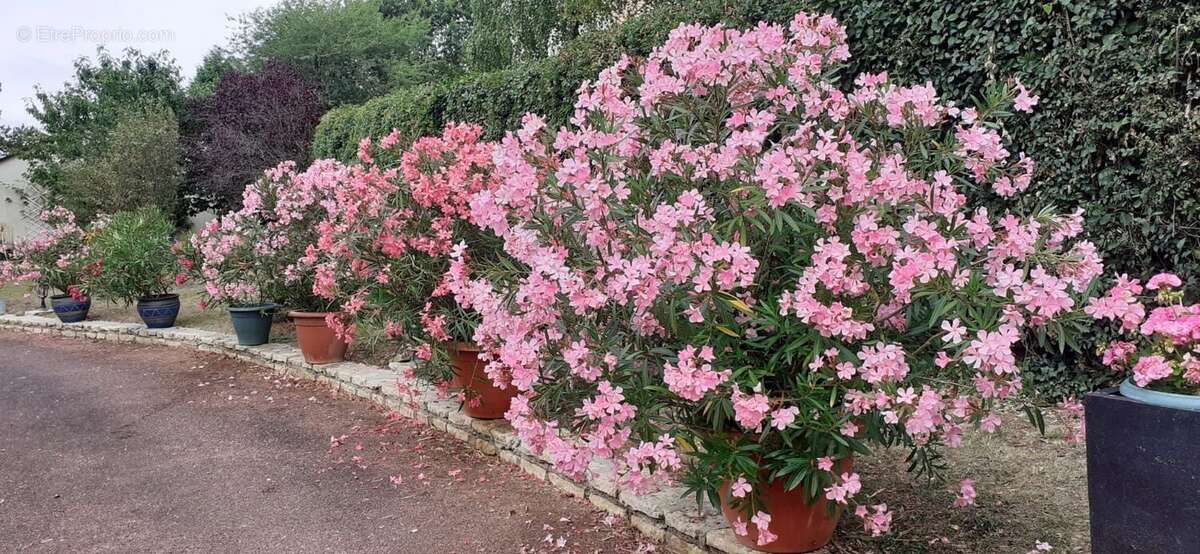Maison à VOUNEUIL-SOUS-BIARD