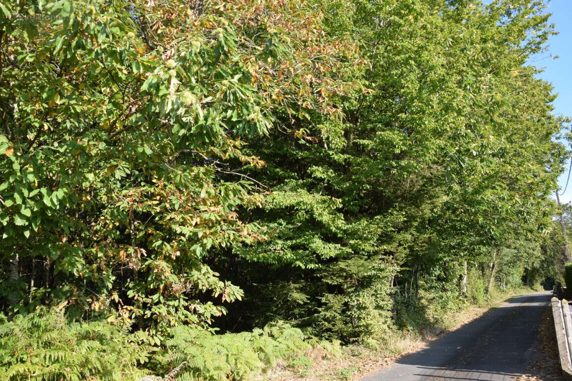 Terrain à SAINT-SORNIN-LAVOLPS