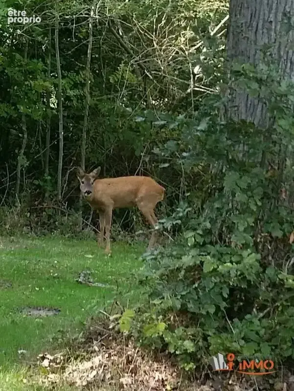 Propriété de chasse sur 93 hectares - photo 3