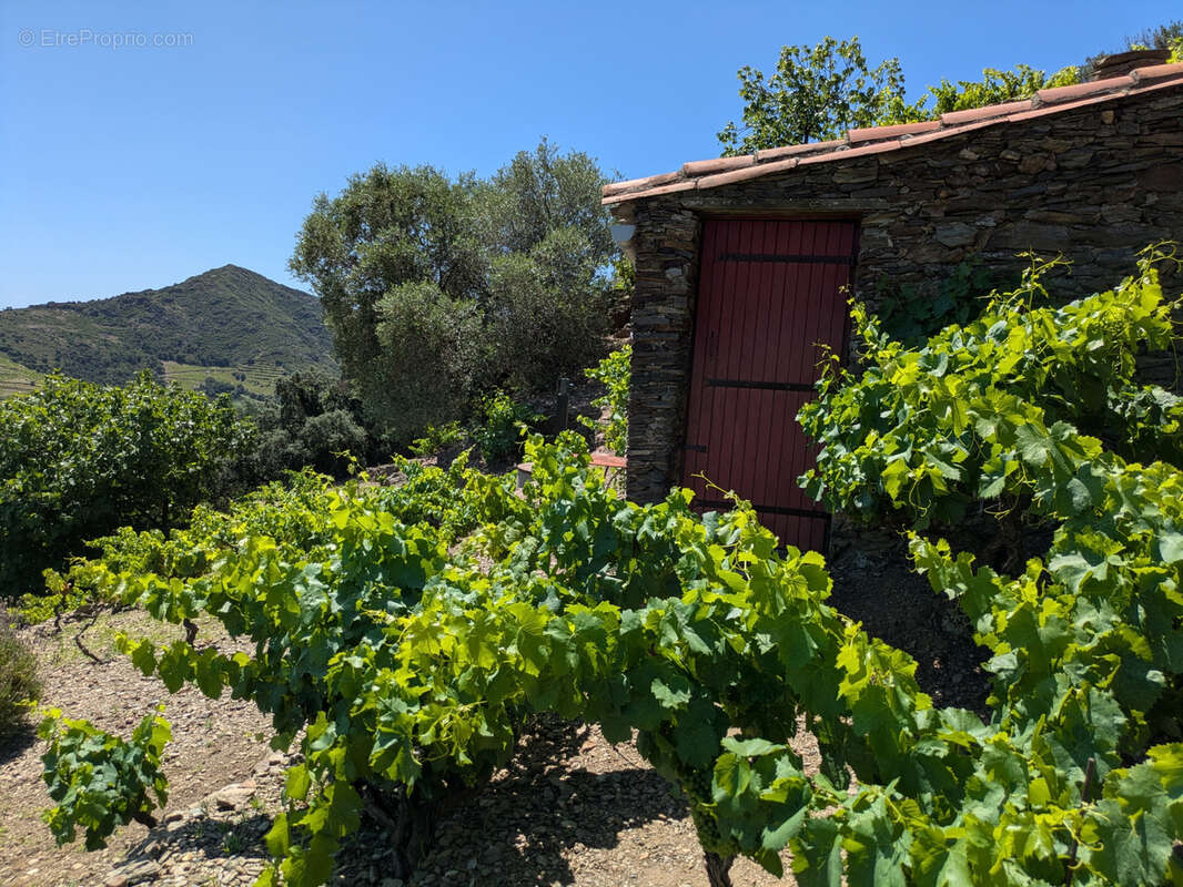 Terrain à COLLIOURE