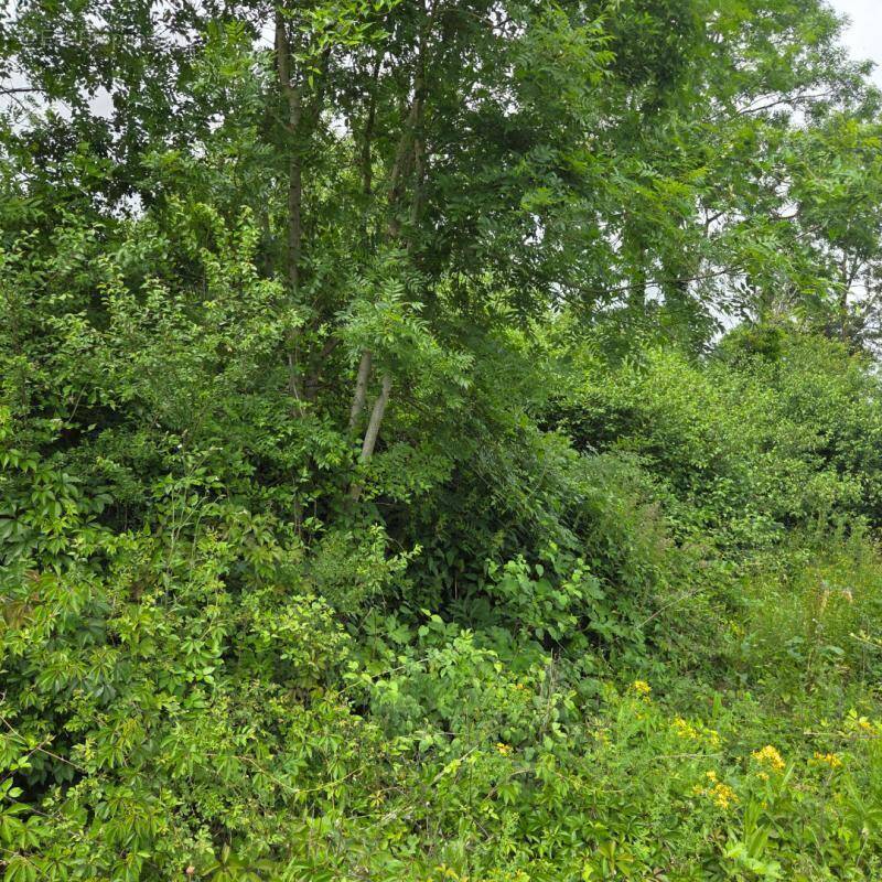 Terrain à SAINT-REMY-LES-CHEVREUSE