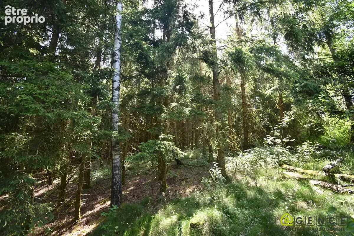 Parcelle forestière Anould 5420 m2 - photo 9