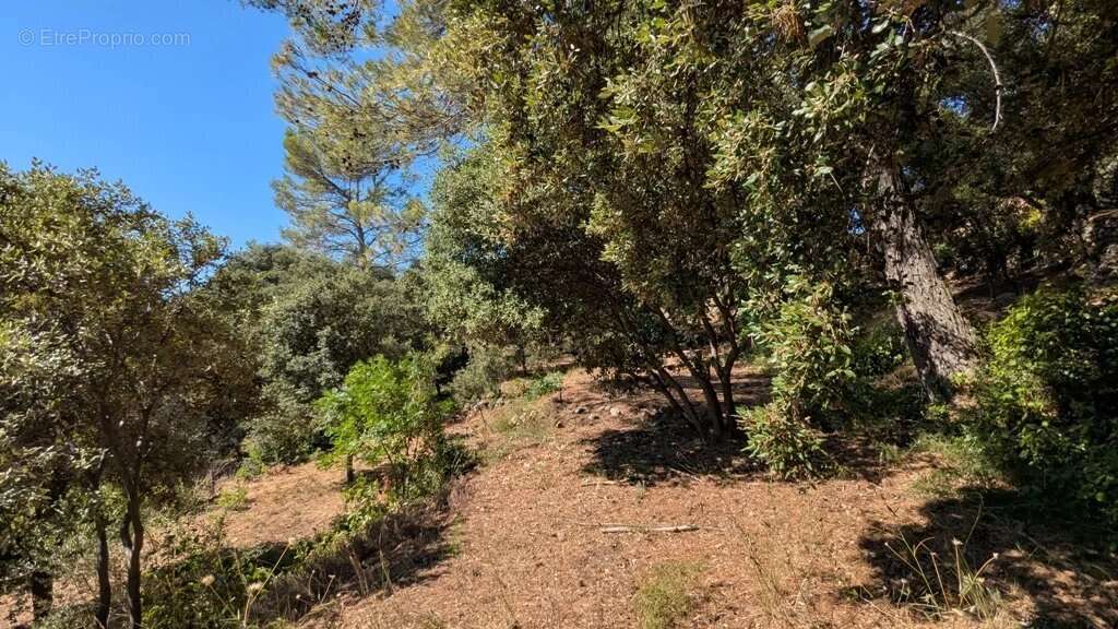 MONTFORT-SUR-ARGENS - Terrain constructible 940m² dans le village - photo 7