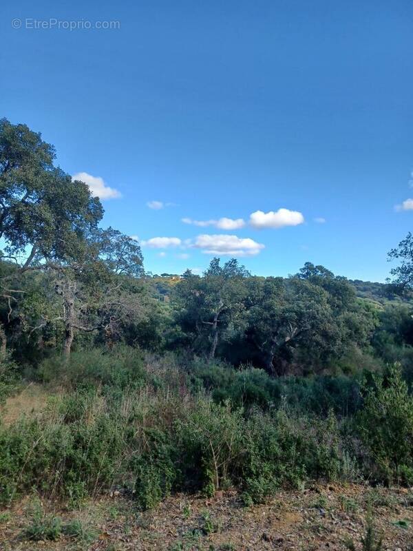 Terrain à RAMATUELLE