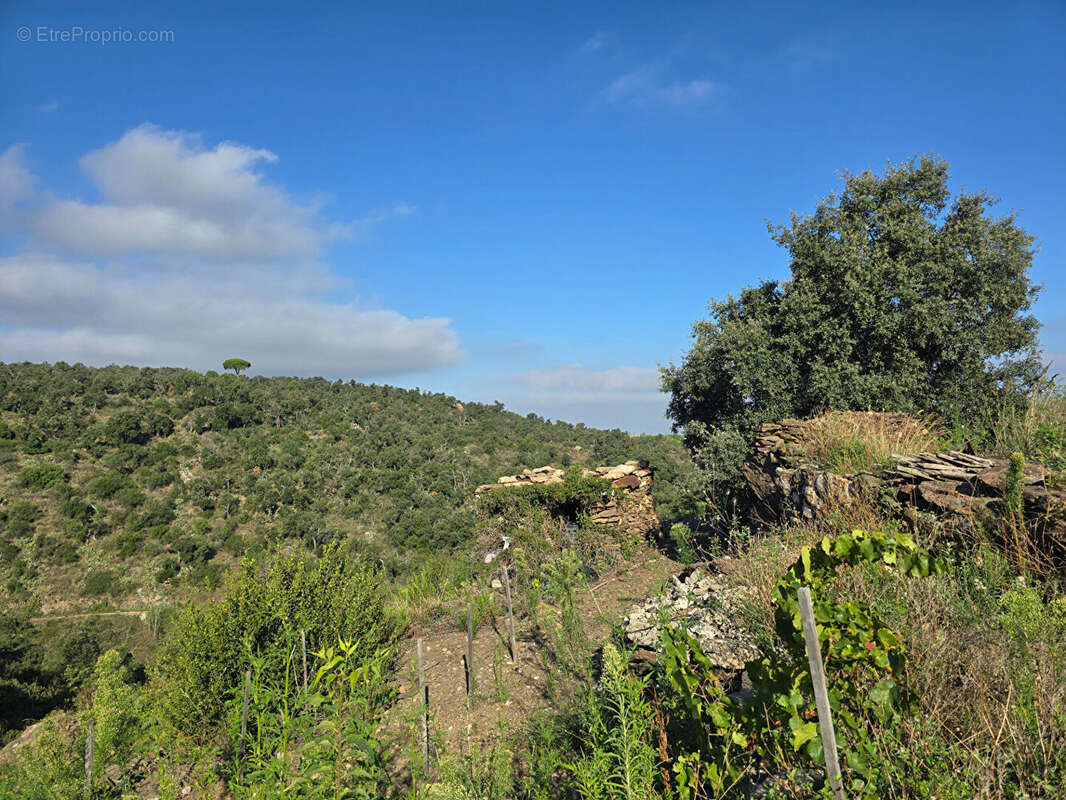 Terrain à COLLIOURE
