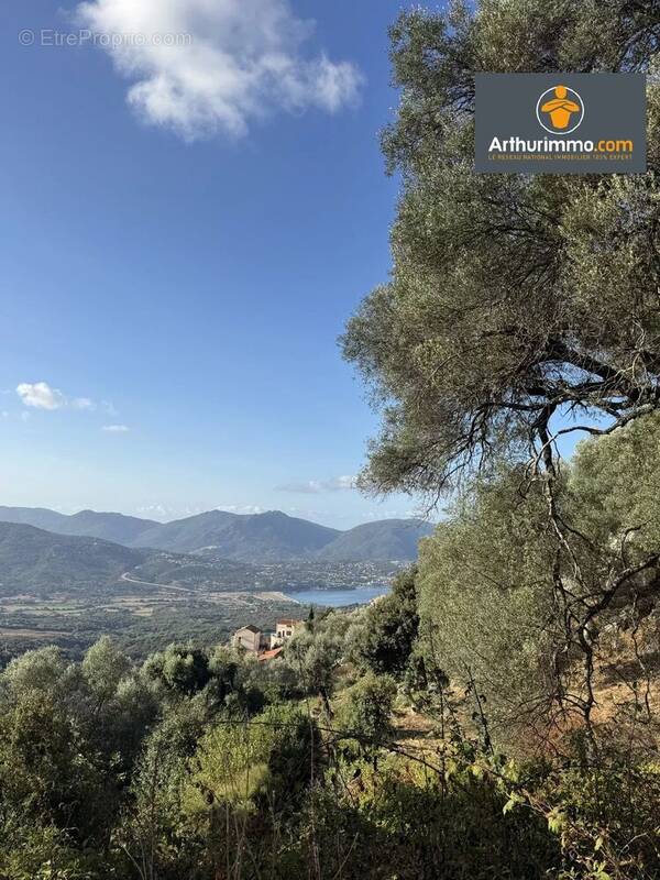 Terrain à OLMETO