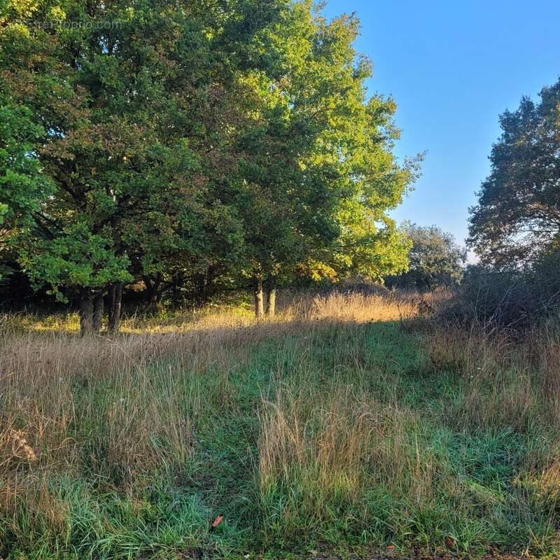 Terrain à LA FERTE-GAUCHER