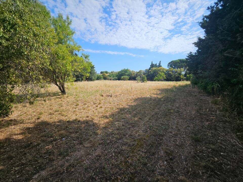 Terrain à FONTVIEILLE
