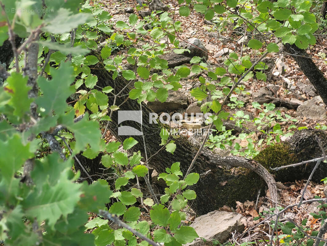 Bedarieux, terrain agricole d' 1 hectare 10 ares 60 centiares. - photo 2
