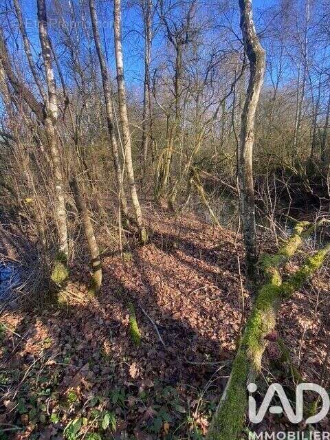 Photo 8 - Terrain à BEAUPREAU
