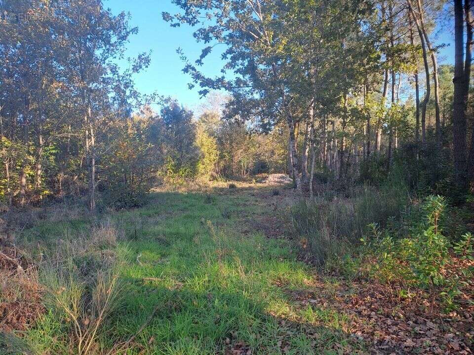 TERRAIN CONSTRUCTIBLE ST SAUVEUR ET FORESTIER - Terrain à SAINT-SAUVEUR