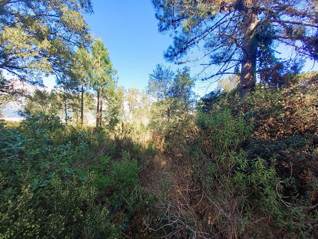 Terrain à PORTO-VECCHIO