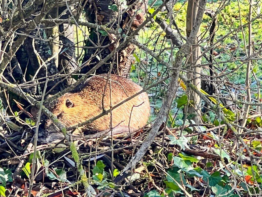 Maison à SAINT-SYLVESTRE-PRAGOULIN
