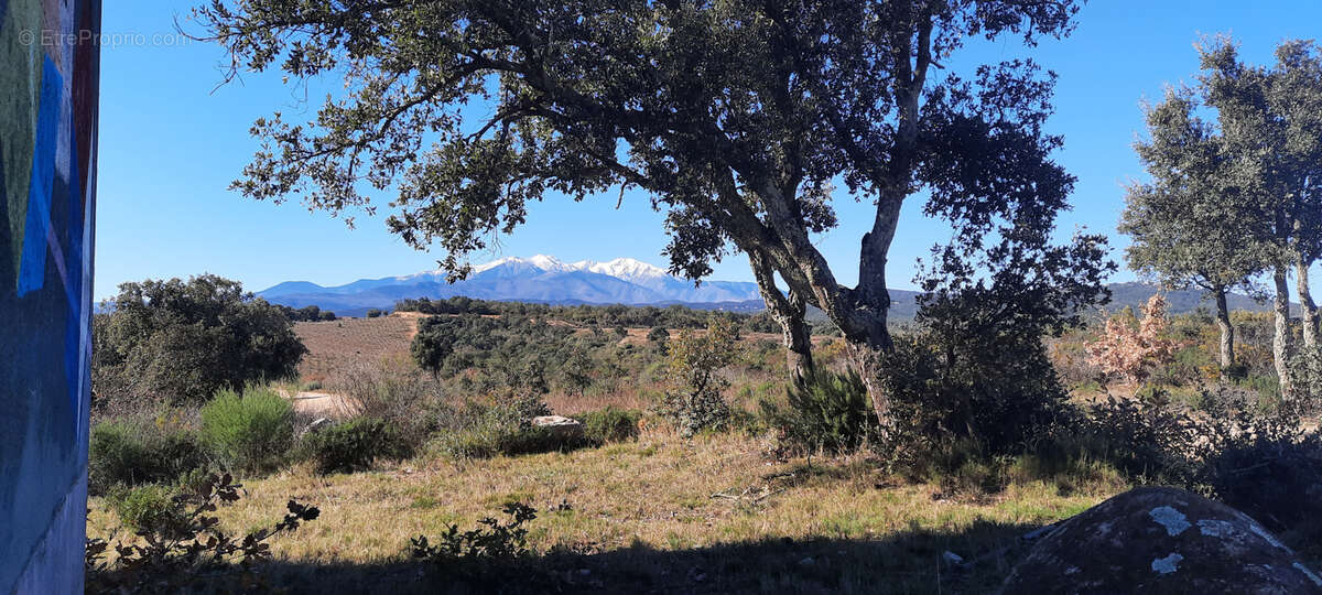 Terrain de loisir vallespir nature vue canigou  casot 10625m2 - photo 6