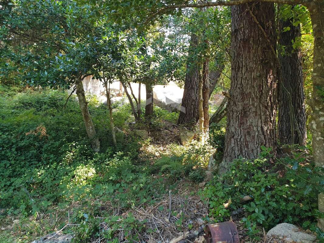 Terrain de 495 m² à L’Ospedale, Commune de Porto-Vecchio - photo 9