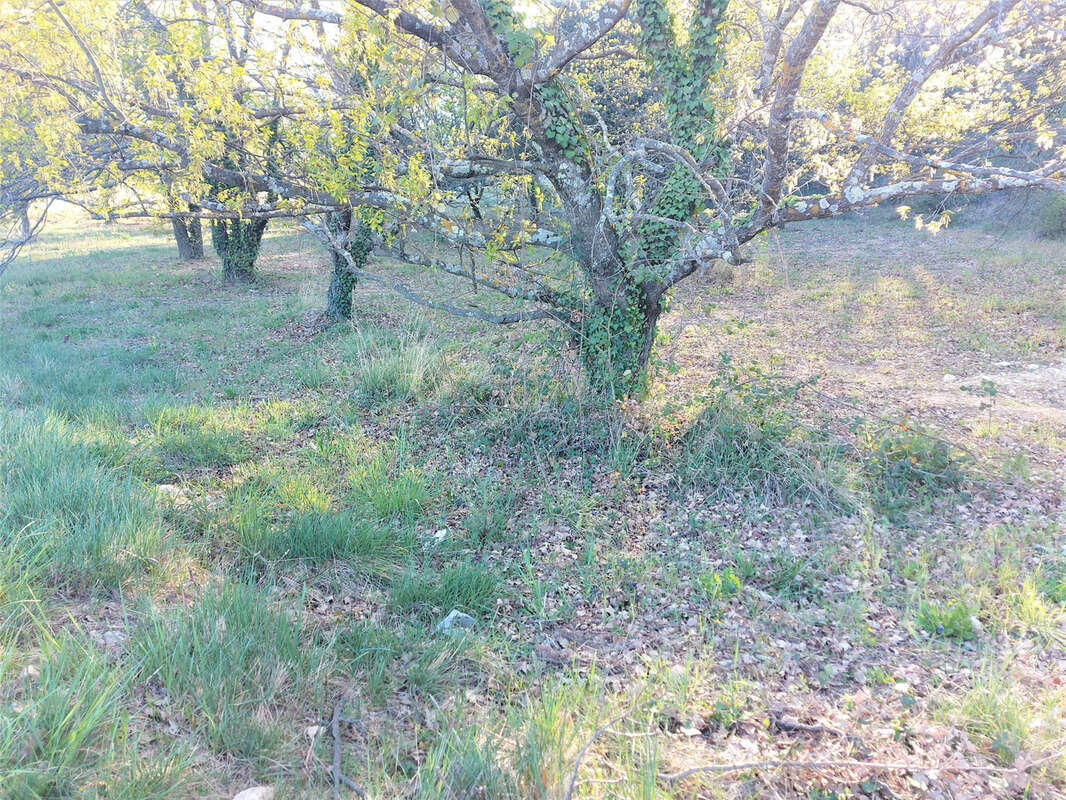 Terrain à VAISON-LA-ROMAINE