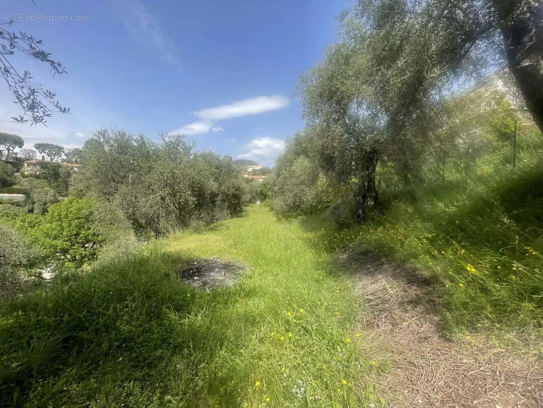 Colomars - La Sirole terrain de 1585m² - photo 4