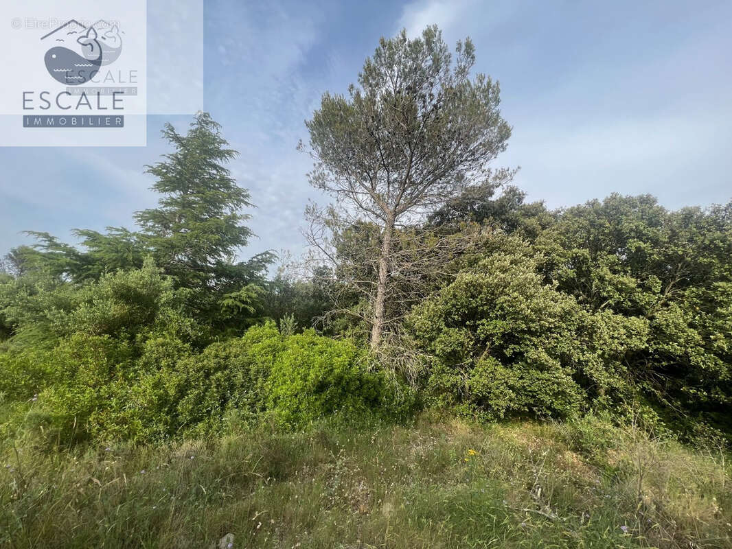 Terrain à PIGNAN