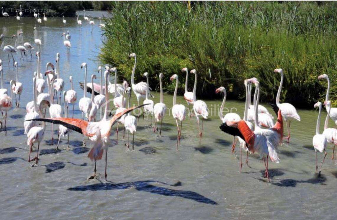 Maison à SAINT-GILLES