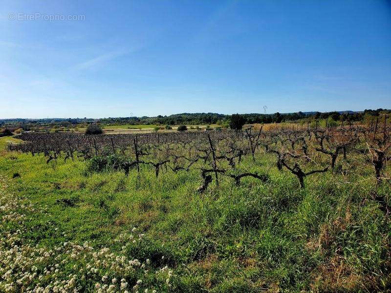 Terrain 399 m² à Loupian  - photo 2