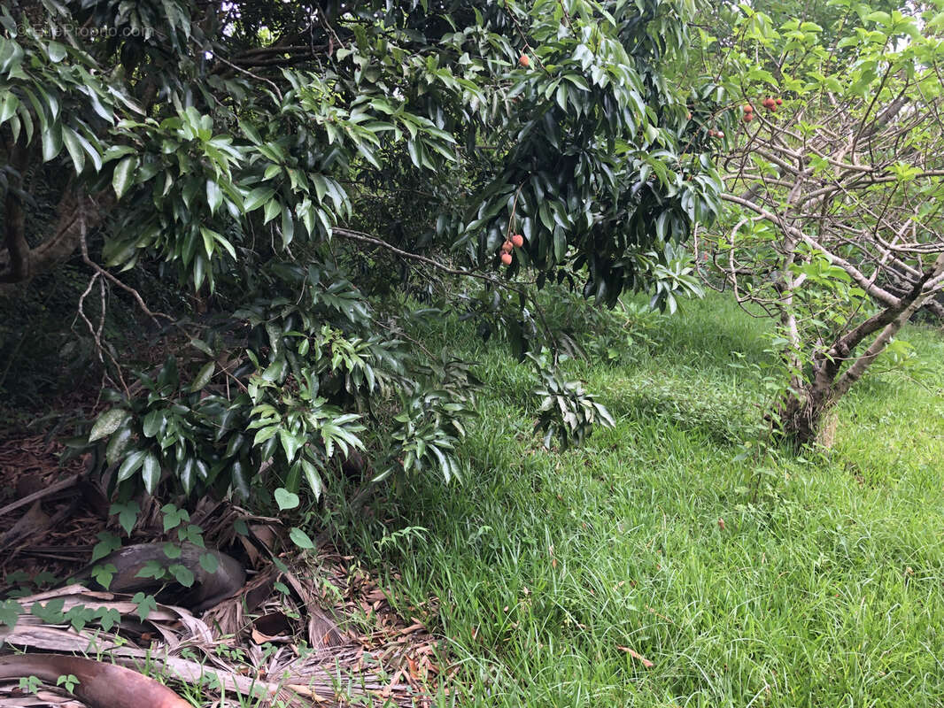 Terrain à LE TAMPON