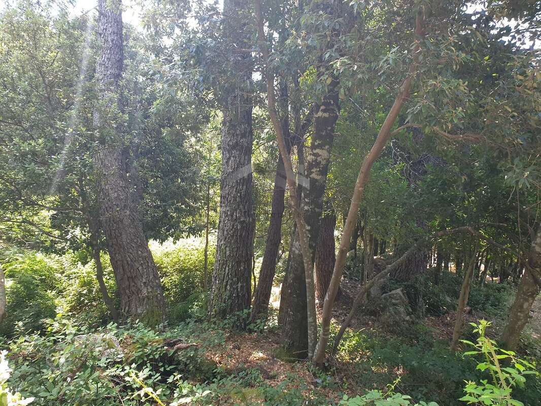 Terrain de 495 m² à L’Ospedale, Commune de Porto-Vecchio - photo 12