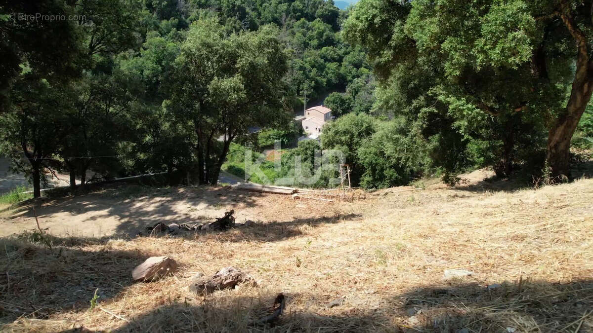 Terrain Constructible-1550 m2-Poggio D Oletta (Nebbio)vue dégagée - photo 11