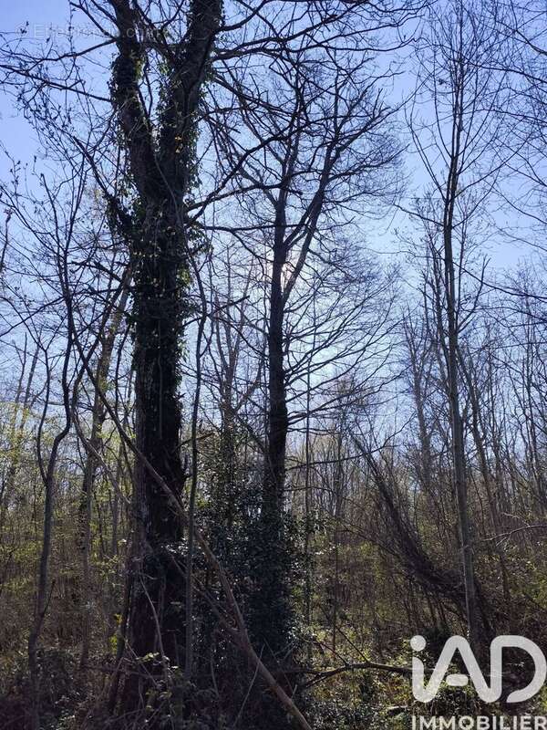 Photo 2 - Terrain à SURY-PRES-LERE