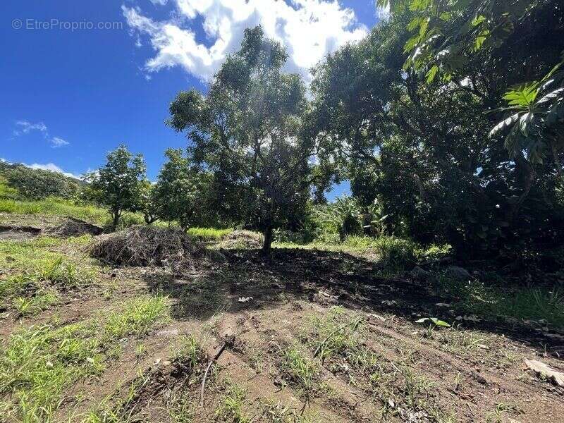 Terrain à VIEUX-HABITANTS