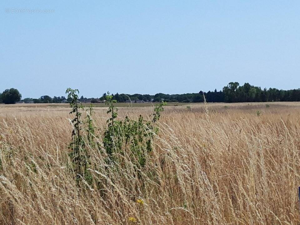 Terrain à REUGNY