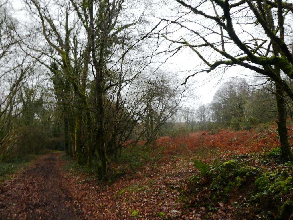 Terrain à SAINT-TUGDUAL