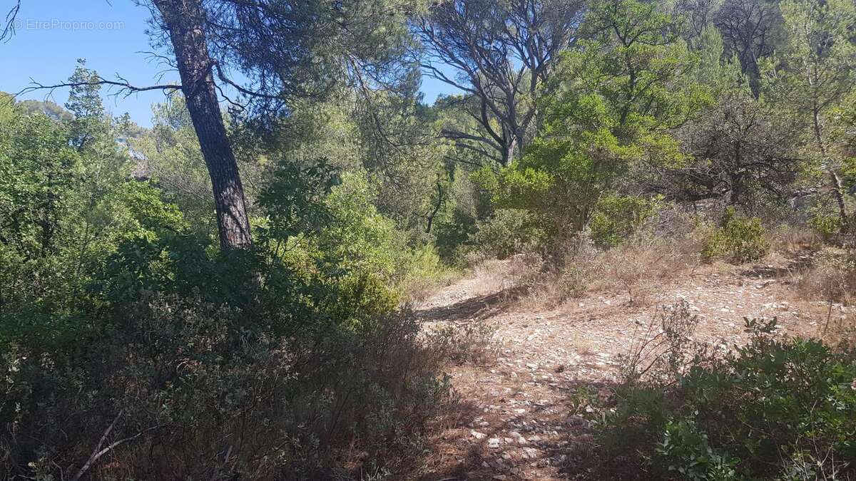 Exclusivite - terrain a vendre - la roque d'antheron - foret - photo 7