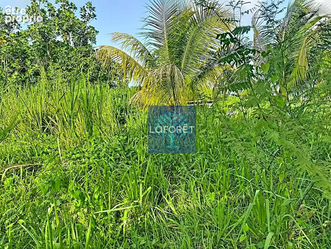 A vendre : Terrain constructible de 1 694 m² environ au Lamentin - photo 3