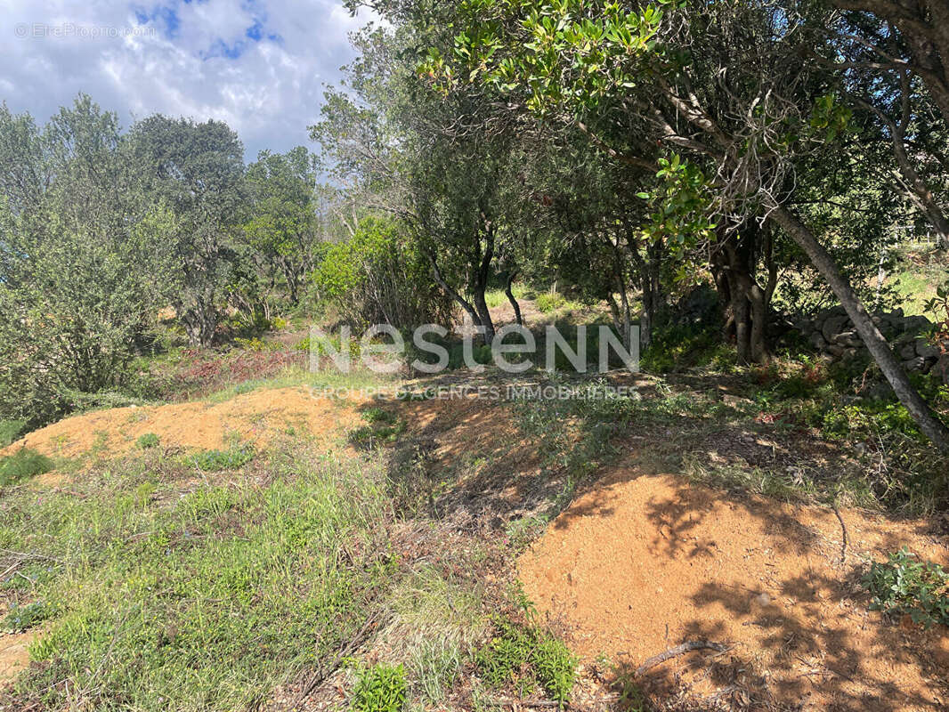 Terrain à ZONZA