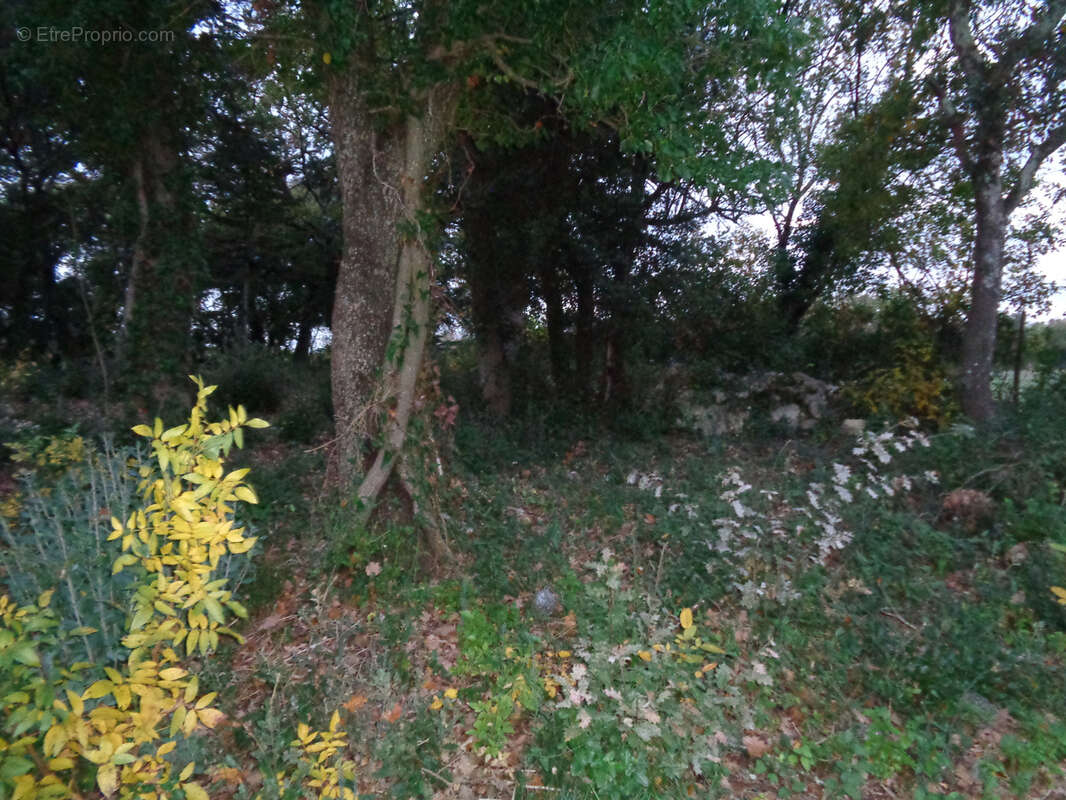 Gard Villevieille Terrain Agricole - photo 3